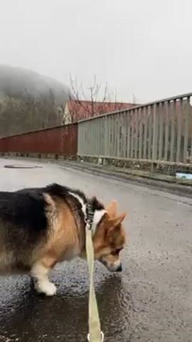 The video shows a corgi dog on a leash standing on a wet paved road, possibly a bridge, with a metal railing. The dog is sniffing the ground. In the background, there's a house with a red roof and a tree without leaves. A hill covered in fog is visible further in the distance. The weather appears to be overcast and possibly misty.