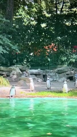 Certainly, here is a description of the video:

The video shows a group of penguins in a zoo habitat. Five penguins are standing on the grassy edge of a pool of water, while one penguin is swimming in the water. The water has a green tint. In the background, there is a rocky enclosure and lush green foliage. There appears to be a fence surrounding the enclosure.