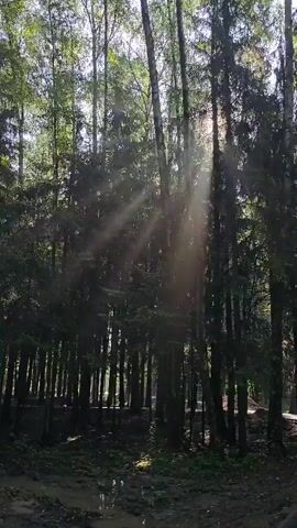 The video shows a sunlit forest scene. Tall trees, a mix of evergreens and deciduous trees with leaves, fill the frame. Sunbeams pierce through the canopy, creating visible rays of light that illuminate the air, suggesting the presence of dust or mist. The sun itself is partially visible through the branches, creating a lens flare effect. The ground is covered in shadows and what appears to be damp earth or mud. There are no visible people or animals. The overall impression is one of a peaceful, natural environment on a bright day.