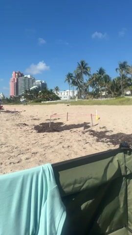 The video shows a sandy beach with scattered seaweed. In the foreground, a green object and a light blue towel are partially visible, suggesting the presence of beach chairs or a tent. In the middle ground, several sections of the beach are cordoned off with pink tape and white posts, possibly marking turtle nests. A pile of seaweed is visible within one of these marked areas. In the background, there are palm trees and large buildings, including a prominent pink and white skyscraper. Two people are standing together near the marked areas, facing away from the camera. The sky is blue with a few scattered clouds.