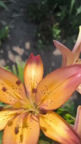 The video begins with a close-up of an orange and pink lily flower, its petals unfurling. The camera then pans to the right, revealing more of the flower and the surrounding greenery. The background is a mix of soft-focus green foliage and dark soil. In the next few shots, the camera moves closer to the flowers, showing the intricate details of their centers, including the stamen and pistil. There are also glimpses of other lily flowers, some a pale yellow color. The video ends with a very close-up shot of the petals, creating an abstract pattern of orange and pink hues. A blurred hand appears in the frame briefly, suggesting human interaction with the flowers. The lighting indicates it is daytime, likely outdoors in a garden setting.