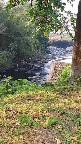 The video pans from right to left, showing a narrow, rocky stream flowing through a lush, green environment. The stream is surrounded by large, dark rocks and is partially shaded by overhanging trees and foliage. On the right bank, there is a section of stone embankment. The foreground is covered in dry grass and some green plants. The trees are tall and leafy, with some branches extending into the frame. The water appears to be moving briskly.