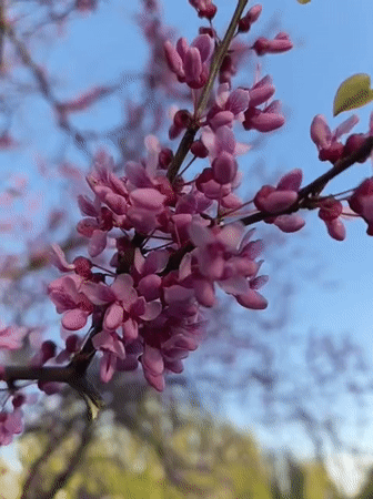 Spring flowers bloom across Kryvyi Rih documented by witness