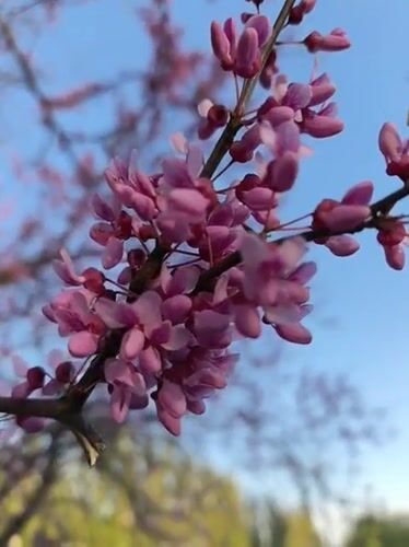 Spring flowers bloom across Kryvyi Rih documented by witness