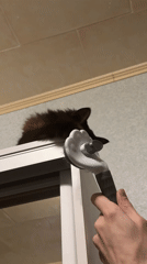 Cat grooming session captured on white cabinet in Saint Petersburg