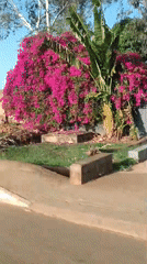 Vehicle drives past pink flowers on Bukuru street