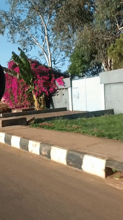 Vehicle drives past pink flowers on Bukuru street