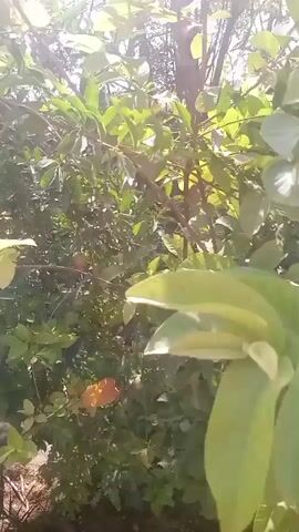 The video showcases a dense, verdant bush or small tree bathed in sunlight. The camera initially focuses on a cluster of light green leaves, then pans upwards to reveal more of the plant, showing thin branches.  Behind the bush, the blurry outline of a brick wall is visible.  Throughout the video, the camera is unsteady, and the light conditions are very bright.  A few pomegranate fruits are visible amidst the foliage. A red garment is draped over an unseen object near the base of the plant.