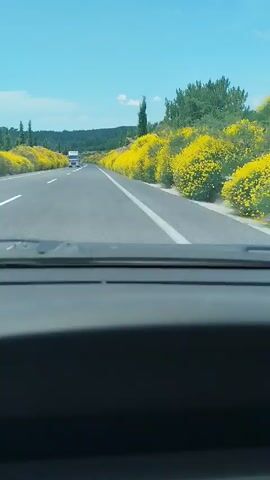 The video shows a first-person view from inside a vehicle driving on a highway. The road is paved and has white lane markings. On both sides of the road, there are hillsides covered in abundant yellow flowering bushes. The sky is clear and blue with a few scattered white clouds. In the distance, a white truck is visible on the road. Further down the road, a dark-colored car passes by. The interior of the vehicle, specifically the dashboard and windshield frame, is visible in the foreground. The overall impression is a scenic drive through a landscape in bloom.