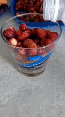Wild strawberries picked, sorted, and eaten in a Novosibirsk garden