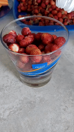 Wild strawberries picked, sorted, and eaten in a Novosibirsk garden