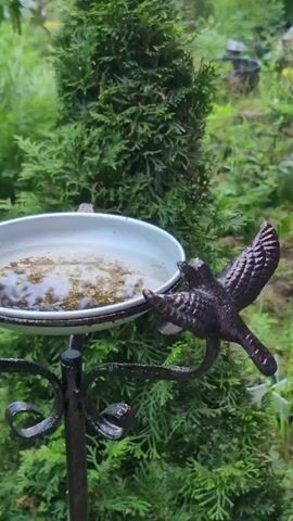 A close-up video shows a bird feeder with a metal bird statue on the side. The feeder contains water and some sediment. A bird can be seen perched on the edge of the feeder. The feeder is surrounded by green foliage.