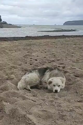 A medium-sized dog with white and gray fur lies on a sandy beach. The dog is curled up, resting its head on the sand, with its eyes partially closed. The beach is composed of dark sand with some debris scattered around. In the background, there is a body of water, possibly the ocean or a bay, with choppy waves and a cloudy sky. Further in the distance, there are faint outlines of landmasses or islands. The scene is static, with no discernible movement or interaction.