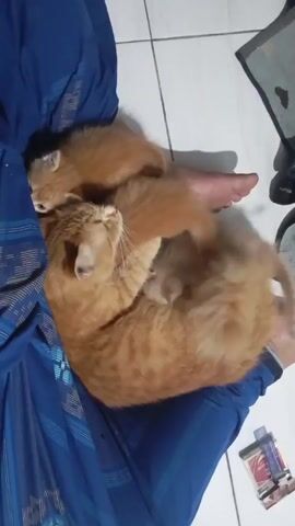 Here's a concise description of the video:

The video shows a person sitting with their legs crossed, wearing blue pants. On their lap, there are three orange tabby kittens. The kittens are curled up together, seemingly sleeping or resting comfortably on the person's lap. Next to the person's foot on the floor, there's a small box and a folded gray towel. The floor is tiled.