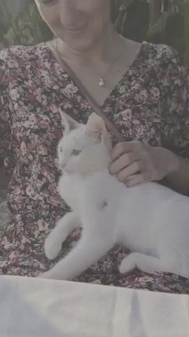 A woman sits on a bench, petting a white cat that is resting on her lap. She is wearing a floral-patterned dress and a necklace. The cat is looking to its left. The background is blurred and appears to be outdoors with some foliage.