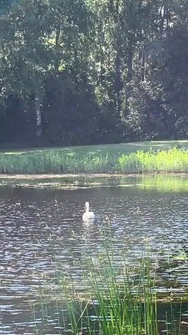 A white swan swims in the middle of a lake. The swan is facing towards the left side of the frame. The lake is surrounded by lush green grass and tall trees. The water has ripples on its surface and there are some aquatic plants growing around the edges of the lake. Sunlight is filtering through the trees, creating dappled shadows on the water and grass. The overall scene suggests a peaceful and natural environment.