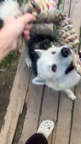 A person's left foot wearing a white croc is visible in the foreground. The person is playing tug-of-war with a husky dog using a thick, multi-colored rope toy. The dog is white with grey and black markings and is holding the rope in its mouth. The dog is on a wooden platform, and green grass is visible in the background. The video captures the dog's playful struggle with the rope.