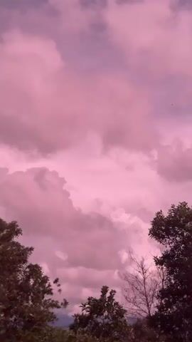 The video shows a time-lapse of pink and purple clouds against a darkening sky, with the tops of trees visible in the foreground.