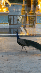 Peacocks and gold statues at Pattaya's Saha Farms complex