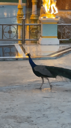 Peacocks and gold statues at Pattaya's Saha Farms complex