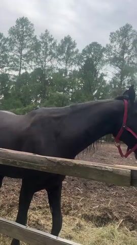 This short video captures a serene moment at an outdoor equestrian facility. The primary subjects are two horses, one black and one white, in their enclosures. The black horse, visible in the initial frames, stands near a wooden fence, its dark coat contrasting with the earthy ground covered in straw and dirt. The white horse, spotted with light brown markings, is shown in subsequent shots, also within a fenced area. It appears to be interacting with a wooden post, perhaps scratching or nudging it.

The setting is a rural or semi-rural environment, indicated by the presence of tall evergreen trees lining the background. In the distance, beyond the trees and fences, a multi-story building with a light-colored facade is partially visible, suggesting the facility might be near a village or a more populated area. The sky is overcast with diffused light, suggesting it might be a cloudy day, possibly late morning or afternoon, with no harsh shadows.

The activity is simple observation of the horses in their natural environment. There are no people visible in the frame, allowing the focus to remain entirely on the animals. The mood is calm and peaceful, emphasizing the quiet life of the stables. The wooden fences and the presence of hay and dirt on the ground provide clear context of an agricultural or animal husbandry setting. No visible text is present in the video.