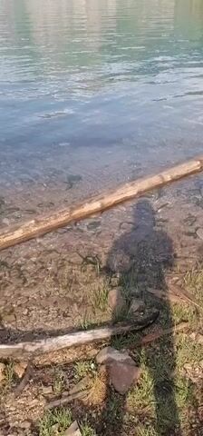 A video displays a serene mountain lake with clear water and a rocky shoreline. The camera pans across the water, revealing submerged rocks and sparse aquatic vegetation. In the foreground, a weathered log lies partially submerged near the edge of the lake. The shadow of a person, presumably the videographer, is visible on the log and the ground. In the background, majestic mountains rise, their slopes covered with a mix of rock and greenery. The sky is a clear blue with a few scattered clouds. The overall atmosphere is tranquil and natural.