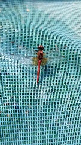 A top-down, close-up shot shows a red dragonfly resting on a teal mesh material. The dragonfly is positioned vertically in the center of the frame, with its wings spread open. Its body is slender and segmented, and its head is proportionally large with prominent eyes. The mesh beneath the dragonfly is made of small, square openings, and appears to be slightly wet. The lighting suggests an outdoor environment, possibly in daylight.