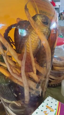 A close-up shot focuses on a large glass jar filled with a yellowish-brown liquid, containing a preserved snake and numerous long, pale root-like items. The snake, possibly a cobra, is coiled with its head visible near the top of the jar, its scales distinctly patterned. The roots are densely packed around the snake. In the background, another smaller glass jar holding a coiled snake is partially visible. The scene appears to be indoors, likely a shop or market stall in Thới Sơn, Vietnam, given the general clutter and the nature of the items. A roll of tape and a box with a polka-dot design and Vietnamese text reading "Nguyệt Viên" and "Trà" (Tea) are on a surface in the foreground. The camera slightly pans across the large jar.