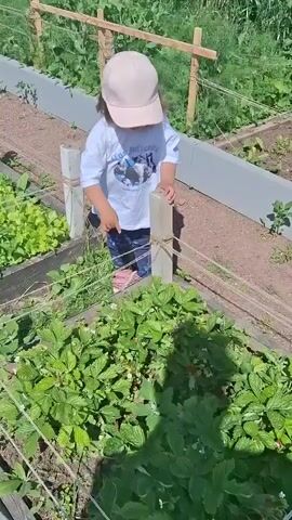 A young child wearing a white t-shirt with a graphic print and a pink baseball cap is reaching for a strawberry held in a person's open hand. The child is standing in a garden bed filled with green plants, and there are other garden beds in the background. The person's hand is also surrounded by strawberry plants, some of which have white flowers and red strawberries. The scene appears to be taking place outdoors on a sunny day.