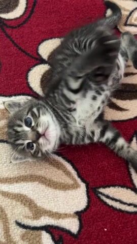A tiny tabby kitten is on its back on a red carpet with a floral pattern. Its paws are flailing in the air. It then rolls over onto its side. The kitten is looking up at the camera.