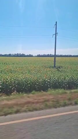 A daytime video shows a vast field of sunflowers stretching across a rural landscape under a clear blue sky. The camera appears to be moving, possibly from a vehicle, as evidenced by the slight blur and the roadside features visible in the foreground. A single utility pole stands in the field, with power lines extending horizontally across the frame. The sunflowers, a mix of green leaves and yellow blooms, form a dense carpet. In the distance, a line of trees marks the horizon. The sun is bright, casting some glare on the scene.