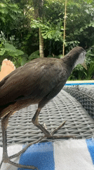 Water bird visits poolside furniture in Indonesian resort area