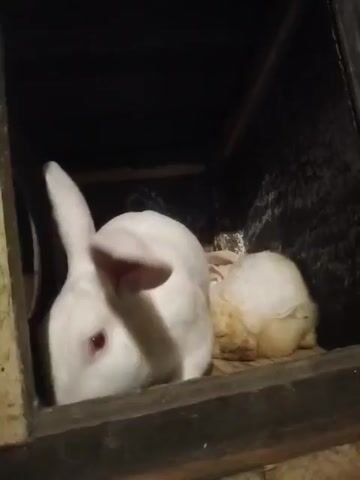 A white rabbit with red eyes is visible in a cage. The rabbit is looking directly at the camera. Another rabbit, also white and appearing somewhat dirty, is lying down in the background. The cage is made of wood and has metal bars. The lighting is dim.