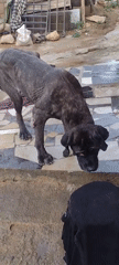 Morning street life and stray dog observed in Jos