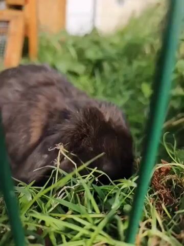 A dark-colored rabbit with floppy ears eats grass in a grassy enclosure. The rabbit is positioned in the center of the frame, facing away from the camera and towards the ground, where it is eating. The enclosure appears to be outdoors, with sunlight visible in the background and a wooden structure and a green fence also present. The grass is green and appears to be freshly grown.