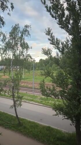 Observer documents roadside and tree views in Fedorino, Russia