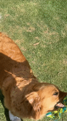 Dogs play and rest on lawn in Mexico neighborhood