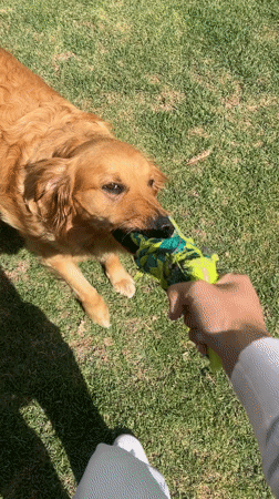 Dogs play and rest on lawn in Mexico neighborhood