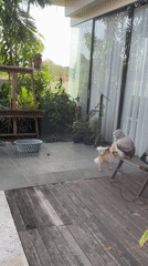 Dog and owl share a patio moment in Kuta Selatan