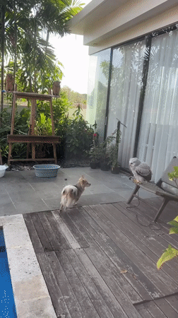 Dog and owl share a patio moment in Kuta Selatan