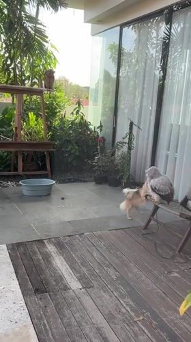 Dog and owl share a patio moment in Kuta Selatan