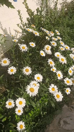 A Gudermes garden in full summer growth, plant by plant.