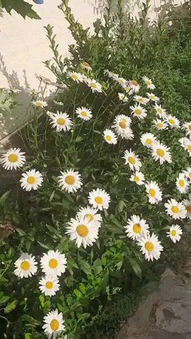 A garden bed of white daisies with yellow centers is in full bloom. The flowers are growing in front of a light-colored wall, with green foliage around them. The sun is casting shadows on the wall, suggesting it is daytime. The overall mood is peaceful and natural, with the daisies swaying gently in a slight breeze. There is no visible text in the media file. The location context is Gudermes, Russia.
