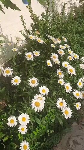 A Gudermes garden in full summer growth, plant by plant.