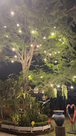 Illuminated tree creates peaceful nighttime garden scene in Pattaya