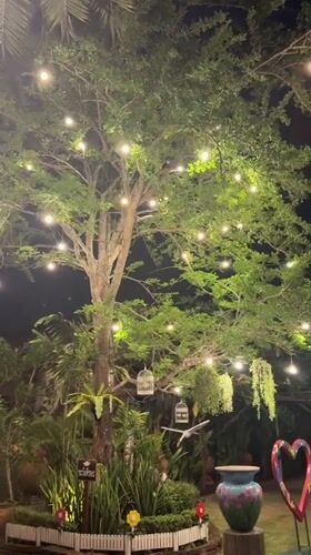 Illuminated tree creates peaceful nighttime garden scene in Pattaya