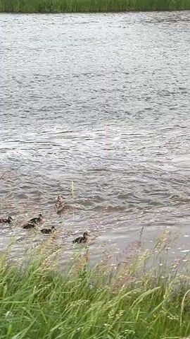A group of ducks, including one adult and several ducklings, swim in a river. The adult duck is larger and darker than the ducklings, which are smaller and have brown downy feathers. The ducks are swimming from left to right in the frame, with the adult duck leading the way. The river is wide and appears to be flowing gently. The banks of the river are lined with tall green grass. The sky is overcast, and the light is diffused. The video is shot from a slightly elevated position, looking down at the ducks. The overall impression is one of peaceful natural beauty.