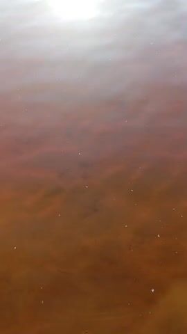 The video begins with a close-up of murky, reddish-brown water with small white specks, likely foam or debris. The light glints off the surface, suggesting a sunny day. The camera then pans up and away to reveal a wider shot of a calm body of water, possibly a lake or slow-moving river. A person, silhouetted against the bright sky, is walking away from the camera into the water. The sun's reflection creates a shimmering path on the water's surface. The water reaches the person's waist. Trees and a hazy shoreline are visible in the background under a bright, partly cloudy sky. The person continues to walk further into the water, their silhouette gradually becoming smaller and more submerged.