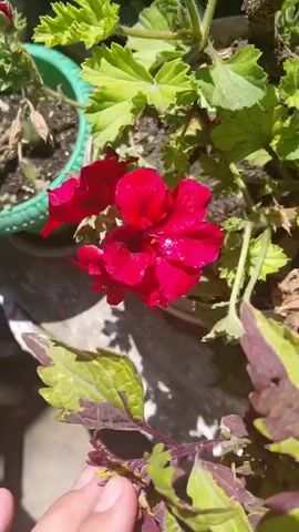 A close-up video shows a hand gently touching the leaves of a plant with red flowers. The plant is in a pot, and sunlight is shining on it, creating shadows. Other plants are visible in the background.