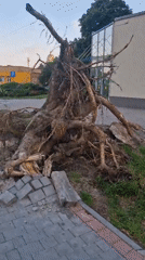 Uprooted tree takes out pavement in Baltiysk